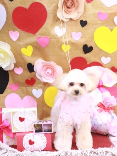 20230202こむぎちゃん